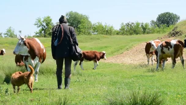 Herd of cows with a herdsman — Stock Video