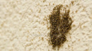 küçük sarı örümcekler sürüsü