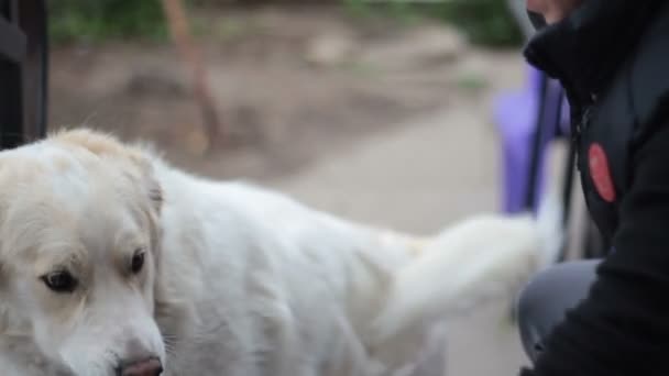 Main de femme brossant un chien blanc — Video