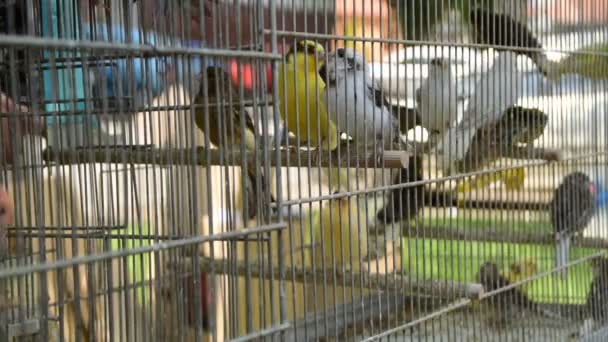 Burung-burung lucu kenari di kandang — Stok Video