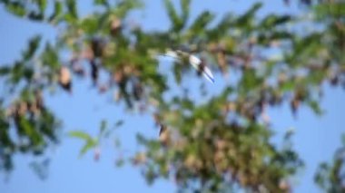 adam mavi gökyüzü üzerinde yamaç paraşütü yönetir, kamera bir ağacında kaydeder