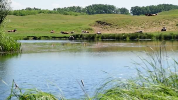 2 em 1, a manada de vacas jaz e repousa sobre a grama verde perto da água — Vídeo de Stock