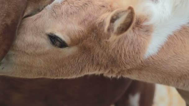 Une ferme de poney, un ourson et une mère, bébé poney sucer le sein de sa mère — Video