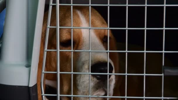 Triest Beagle in de kooi — Stockvideo