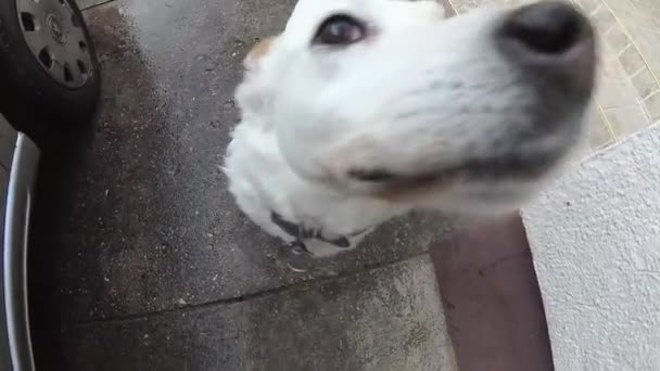 un chien blanc avec deux yeux colorés reniflant la caméra 