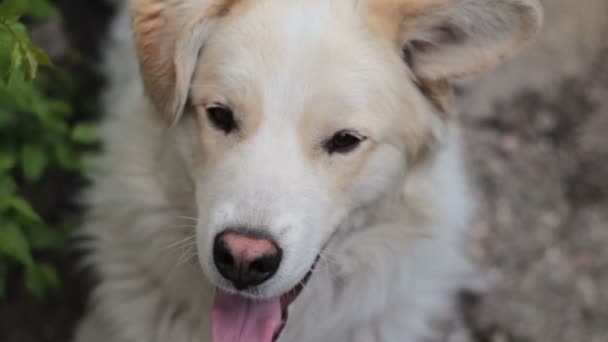 Hermoso perro blanco con ojos negros mirando a la cámara con su lengua sobresaliendo — Vídeos de Stock