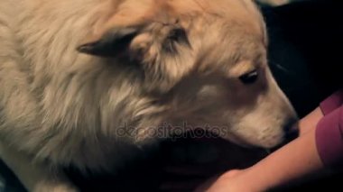 Güzel beyaz köpek yalamaya sahiplerine eller