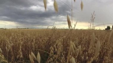 4 k yulaf ürün üzerinde bir tarım alanı