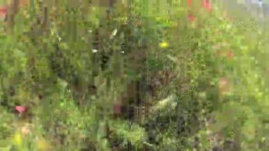 Turistler çayır yürüyor