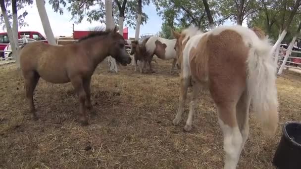 ferme de poneys bruns et blancs 