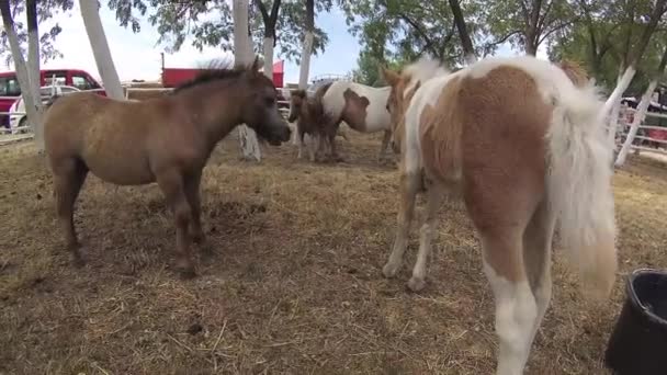 Boerderij van bruine en witte pony 's — Stockvideo