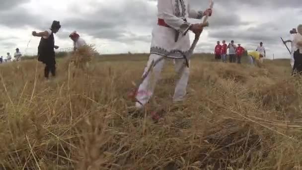 Coleta de grãos colhidos manualmente no campo 1 de julho de 2017, Zrenjanin, Vojvodina, Sérvia — Vídeo de Stock