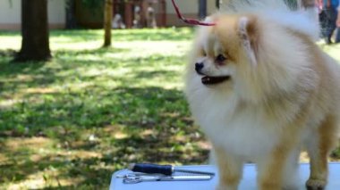 Pomeranian spitz. Dekoratif köpek doğurmak. pom pom