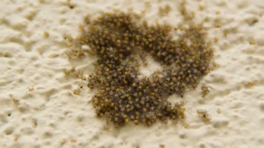 küçük sarı örümcekler sürüsü