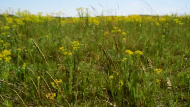 Escena idílica, pastizales verdes con flores silvestres — Vídeo de stock