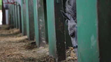 gri ve beyaz at ahır pipet güzel gri at istikrarlı otlatma