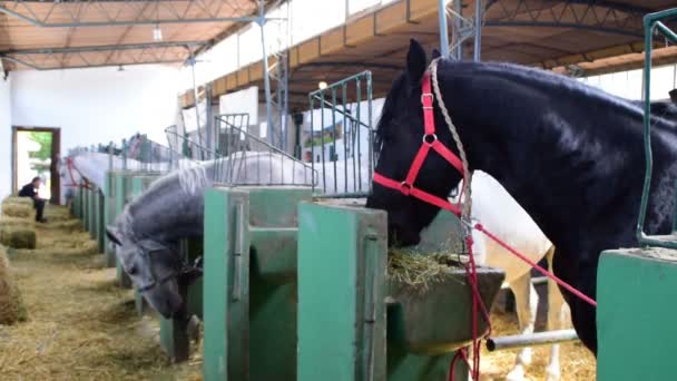 Raça cavalos-preto, branco e cinza-na banca, comer, Feira Agrícola em Novi Sad, Sérvia, 18 de maio de 2017 . — Vídeo de Stock