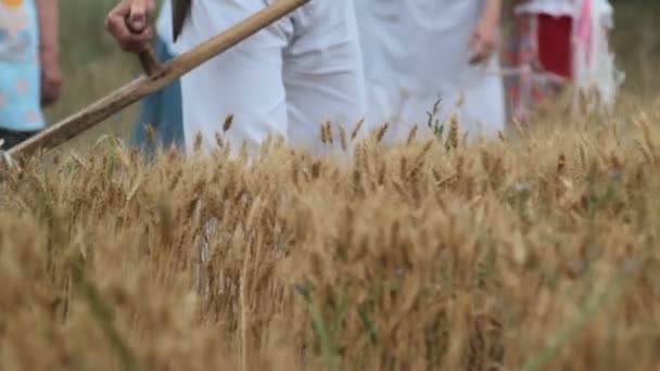 Coleta de grãos colhidos manualmente no campo 1 de julho de 2017, Zrenjanin, Vojvodina, Sérvia — Vídeo de Stock