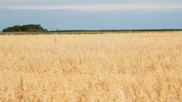 Cultivo de avena en un campo agrícola, las aves vuelan por encima, tragar — Vídeos de Stock