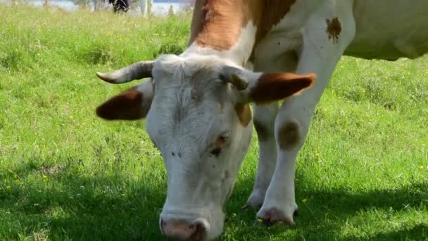Szczelnie-do góry głowa krowy brązowy i biały, pasą się na łące — Wideo stockowe