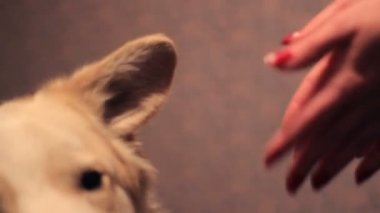 Güzel beyaz köpek yalamaya sahiplerine eller