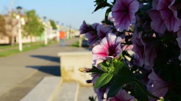Petunior i blomkruka och strandpromenaden i bakgrunden — Stockvideo