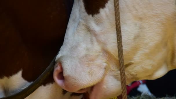 Морда коричневої та білої корови, крупним планом — стокове відео