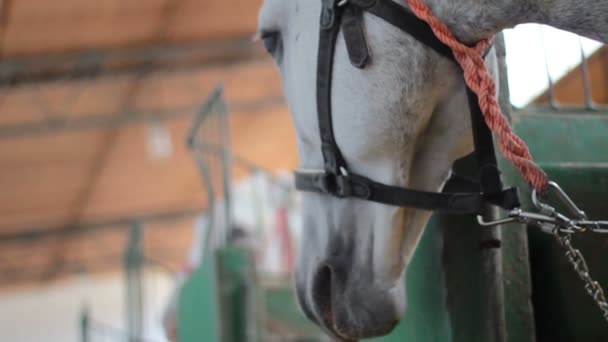 Lindo caballo blanco / gris en feria agrícola , — Vídeo de stock