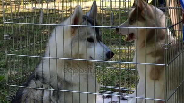 Dos perros jóvenes husky en una jaula — Vídeos de Stock