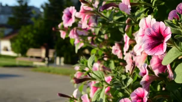 多彩粉色牵牛花煲附近的行走路径，Novi Becej，塞尔维亚，2017 年 6 月 9 日. — 图库视频影像