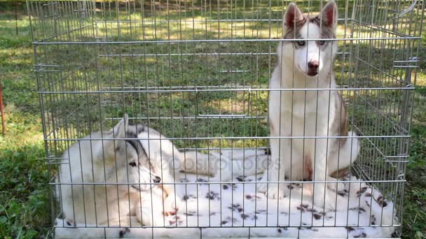deux jeunes chiens husky dans une cage 