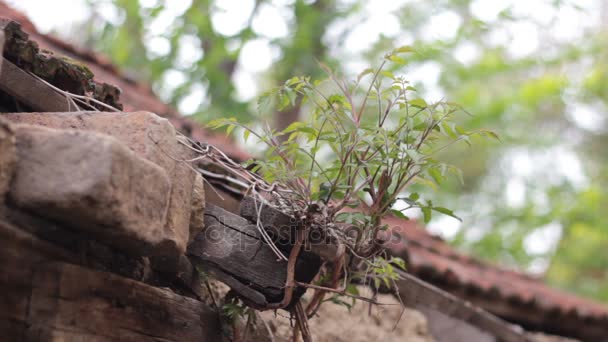 Le jeune arbre pousse du vieux toit de la maison abandonnée — Video