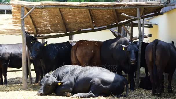 Vacas negras angus en el establo, Feria Agrícola en Novi Sad, Serbia, 18 de mayo de 2017 . — Vídeo de stock