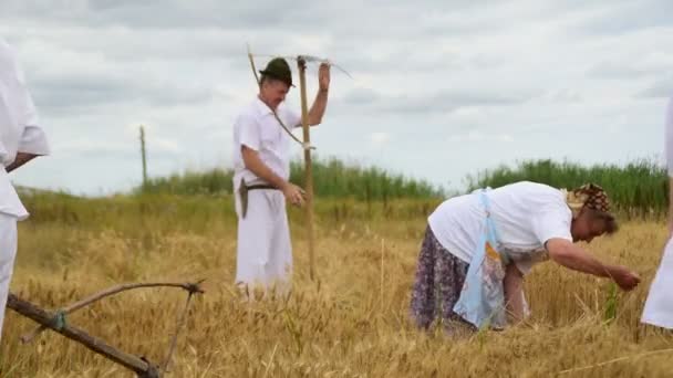 Insamling av manuellt skördat kornet på fältet den 1 juli 2017, Zrenjanin, Vojvodina, Serbien — Stockvideo