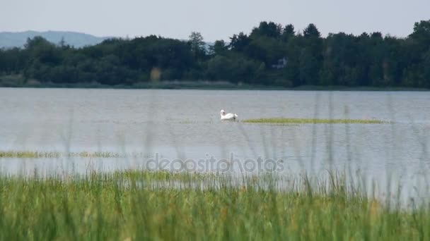 Одинокий лебедь в озере, окруженный красотой зеленой природы — стоковое видео