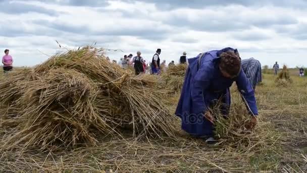 Coleta de grãos colhidos manualmente no campo, cidade de Zrenjanin, Sérvia, 10 de julho de 2017 . — Vídeo de Stock