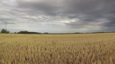 4k, bir daire, yulaf ürün bir tarım alanı üzerinde kamera döner