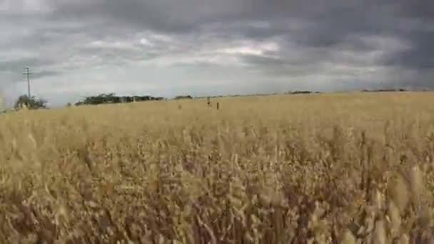 4k, la caméra tourne en cercle, culture d'avoine sur un champ agricole 