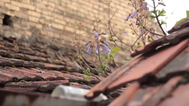 Uma planta com flores violetas cresce do telhado de uma casa velha — Vídeo de Stock