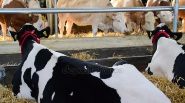 siyah ve beyaz inek ve bir kahverengi ve beyaz inekler otlatma ve ahırda, Tarım Fuarı, 18 Mayıs dinlenme. 2017., Sırbistan