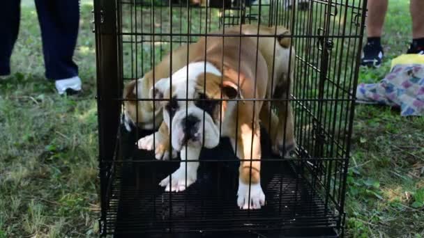 Twee jonge witte en bruine Engelse Bulldog honden in een kooi — Stockvideo