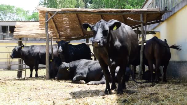 Black angus cows in the stall,Agricultural Fair in Novi Sad,Serbia,18th of May 2017. — Stock Video