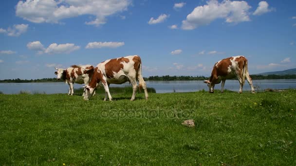 Τρία καφέ και λευκό αγελάδες που βόσκουν κοντά στο νερό, σε μια ηλιόλουστη ημέρα — Αρχείο Βίντεο