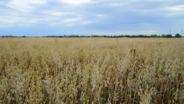 Das goldene Kornfeld unter dem blauen Himmel — Stockvideo