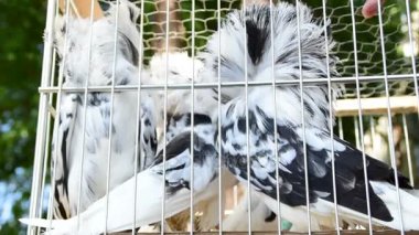 Güvercin, dekoratif güvercin, beyaz Jacobin güvercin kafes içinde