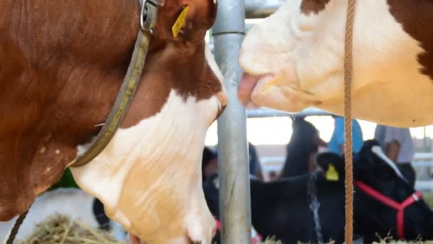 La vaca lamiendo otra vaca, luego se limpia — Vídeo de stock