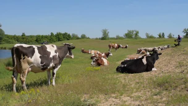 Κοπάδι των αγελάδων με ένα βουκόλος — Αρχείο Βίντεο