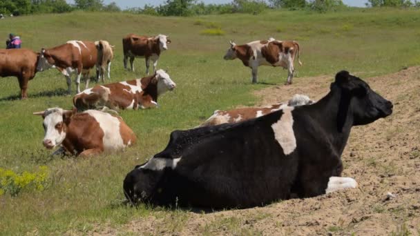 Rebaño de vacas con un pastor — Vídeos de Stock