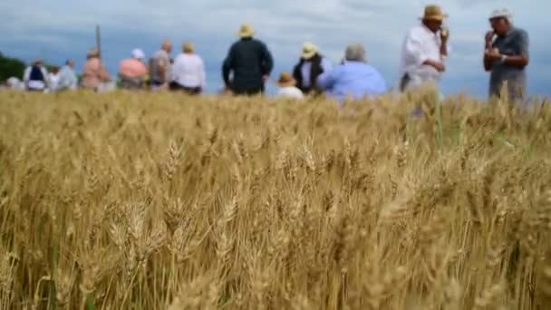 Campo de grãos de ouro com pessoas em segundo plano, Julho 1, 2017, Zrenjanin, Vojvodina, Sérvia — Vídeo de Stock