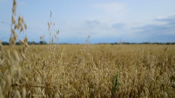 Oat crop on an agricultural field, change focus — Stock Video
